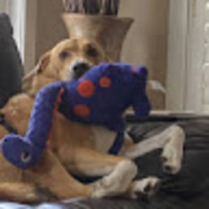 Meet your Posher, Livia &